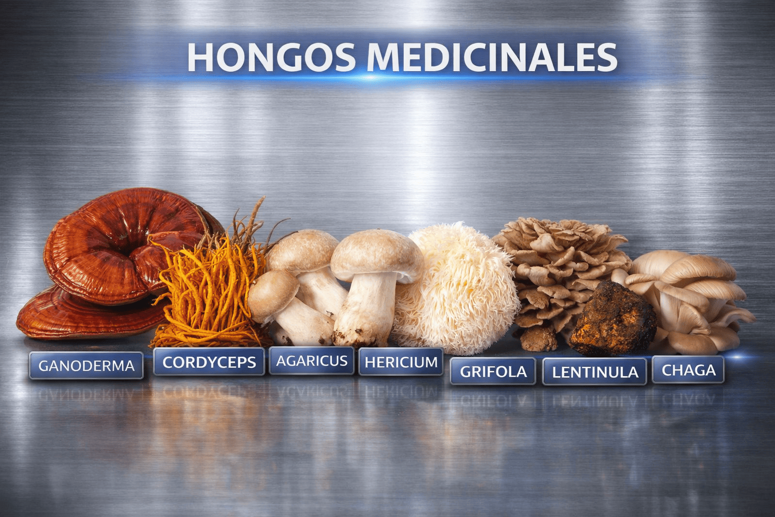 Productos Ortholife